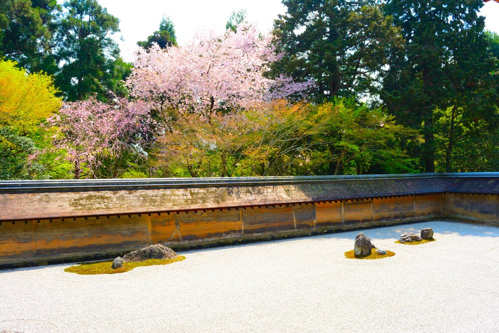 Cherry Blossoms in Ryoanji Temple, Kyoto