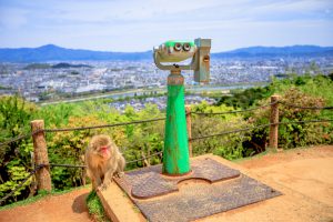 Japanese macaque near observation binoculars in Iwatayama Monkey Park, Arashiyama, Kyoto, Japan. There are 120 Macaca Fuscata monkey in the park. Spectacular views of Kyoto