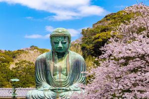 the Great Buddha.The foreground is cherry blossoms Located in Kamakura