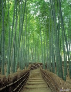 Kyoto Arashiyama