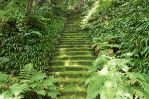 Moss Stairs