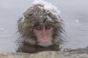 Shiga Kogen Snow Monkey Park