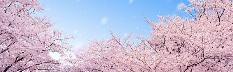 Top-Japan-Cherry-Blossoms
