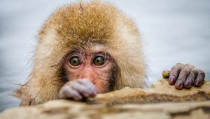 Japanese macaque sitting in water in a hot spring. Japan. Nagano. Jigokudani Monkey Park