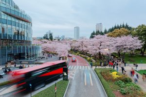 Romantic scenery of cherry blossom trees ( sakura namiki ) in Tokyo Midtown, Roppongi, with buses & cars on the street, high rise buildings at dusk & passengers on sidewalk promenade in Tokyo, Japan