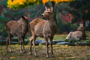 Sika deer resting and grazing in park lands of Nara, Japan