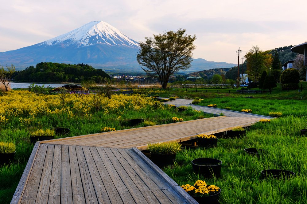 Oishi garden park at spring with Mt. Fuji view at dusk, Lake Kawaguchiko, Japan