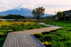 Oishi garden park at spring with Mt. Fuji view at dusk, Lake Kawaguchiko, Japan