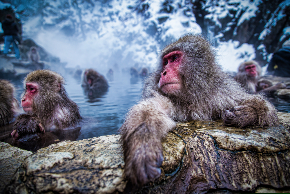 Jigokudani-Monkey-Park