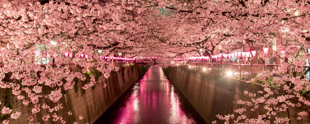 Tokyo-Cherry-Blossom-Header