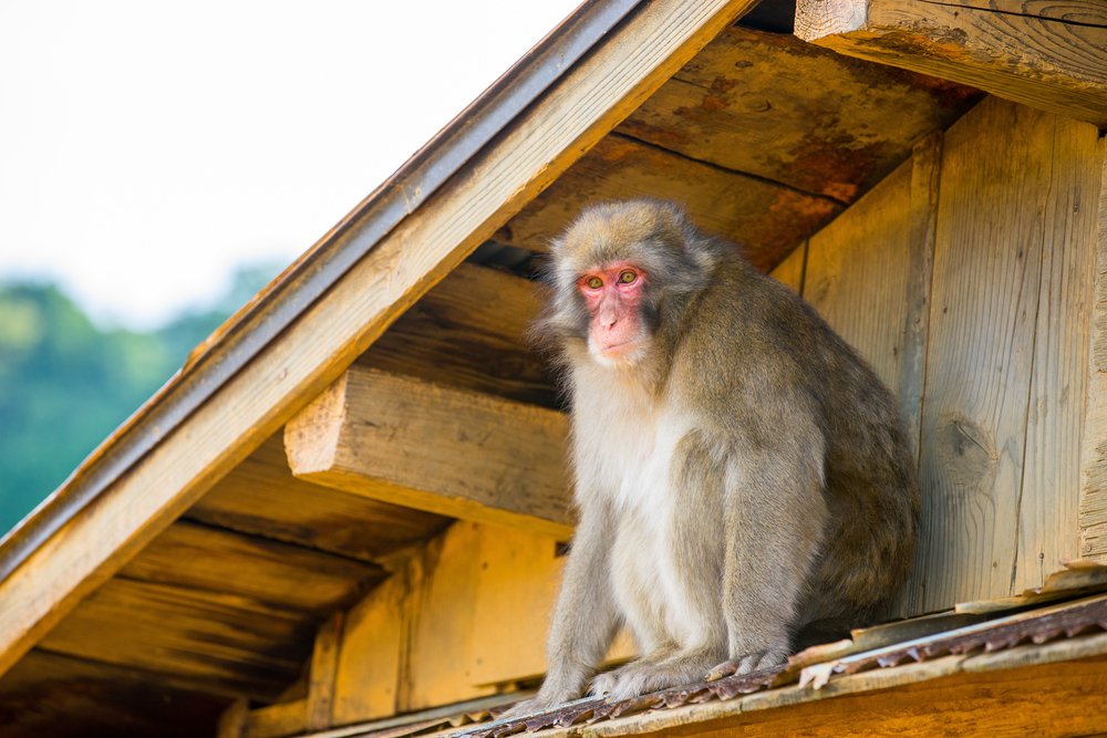 Monkey from kyoto monkey park, Japan