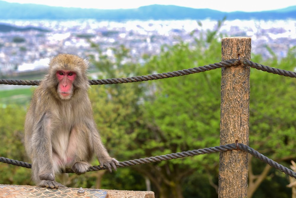 Macaca fuscata resting on a rope with Kyoto in the background
