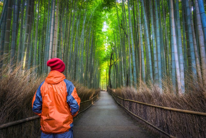 Solo Male Traveler standing from behind at the green bamboo forest in Arashiyama, Kyoto, Japa
