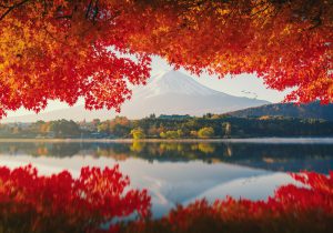 Mt.Fuji in autumn on sunrise at lake Kawaguchiko, Japan. mount fuji and maple in lake Kawaguchiko