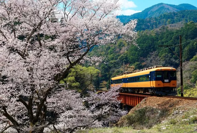 A local train traveling on a bridge by a flourishing cherry blossom ( Sakura ) tree near Kawane Sasamado Station of Oigawa Railway in Shimada, Shizuoka, Japan ~ Spring scenery of Japanese countryside